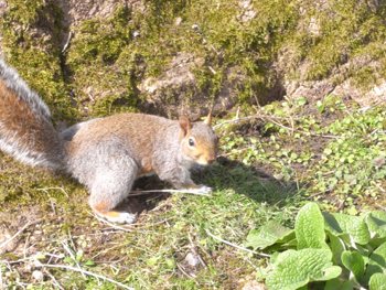 0408kew gardens 10.jpg