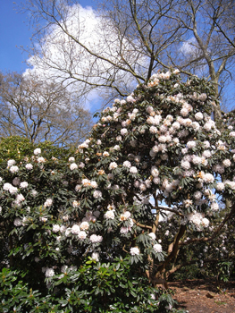 0408kew gardens 8.jpg