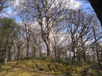 0414killarney national park12.jpg