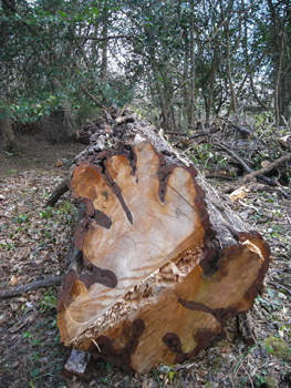 0414killarney national park15.jpg