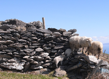 0415 dingle peninsula 7.jpg